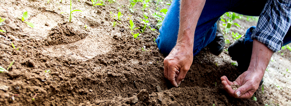 safwa-ecoland-animalfeed-organics-agroprojects