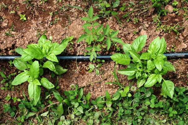 basil, garden, gardening-381960.jpg