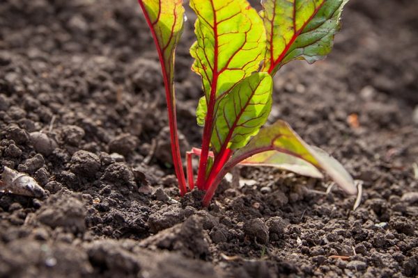 garden, plant, spring-1176412.jpg