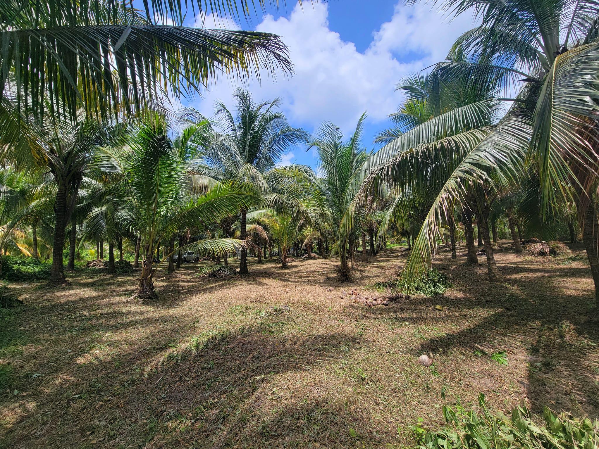 SafwaEcoland-SGGCoconut CN16 Dwarf Coconut Farm