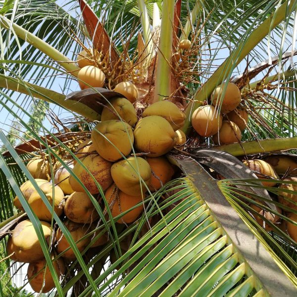 CN16SGGKelapaSafwaEco