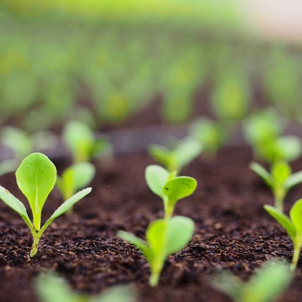 Bioorganic fertiliserSafwaEcoland